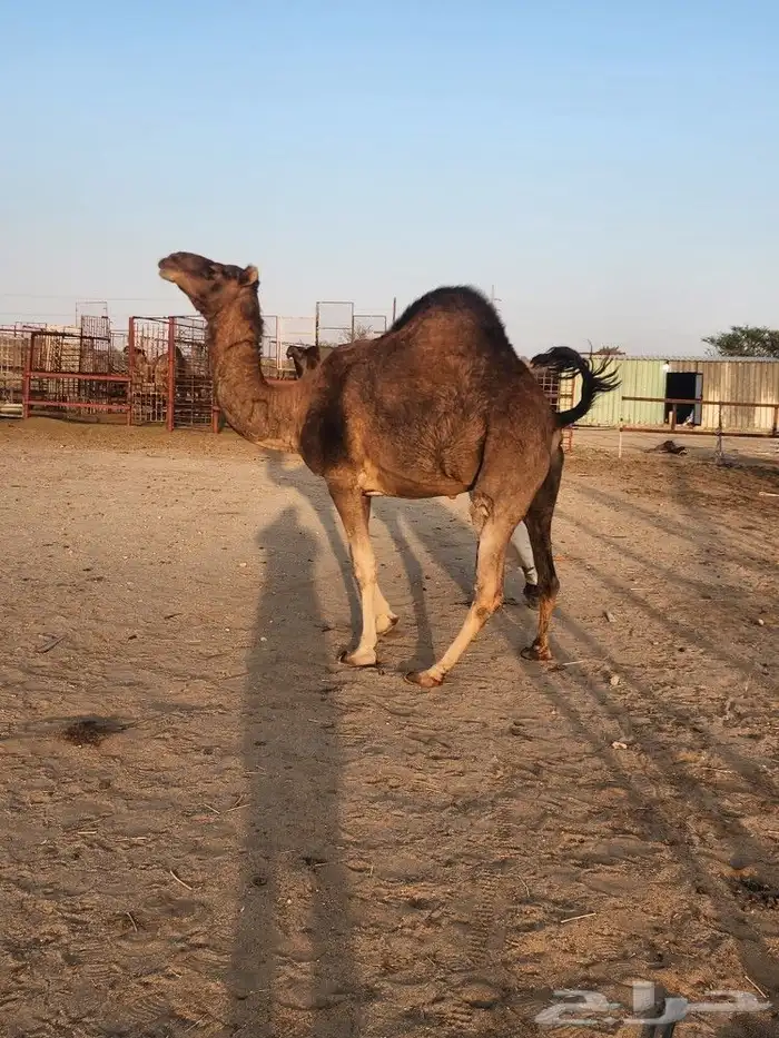 نياق حمر ثنتين لقح 1