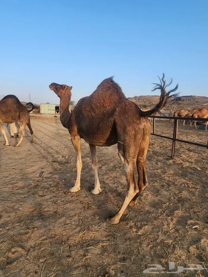 نياق حمر ثنتين لقح 2