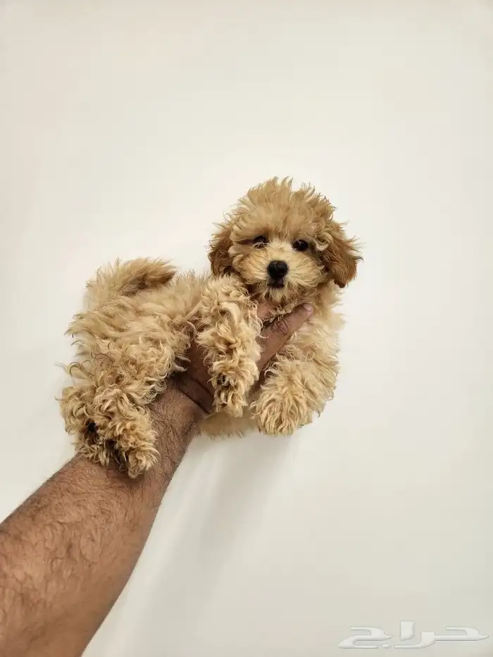 كلب توي بودل جميل جدا Toy poodle 0