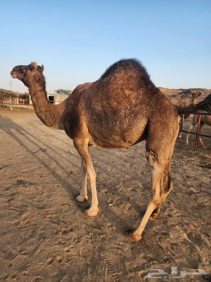 نياق حمر ثنتين لقح 6