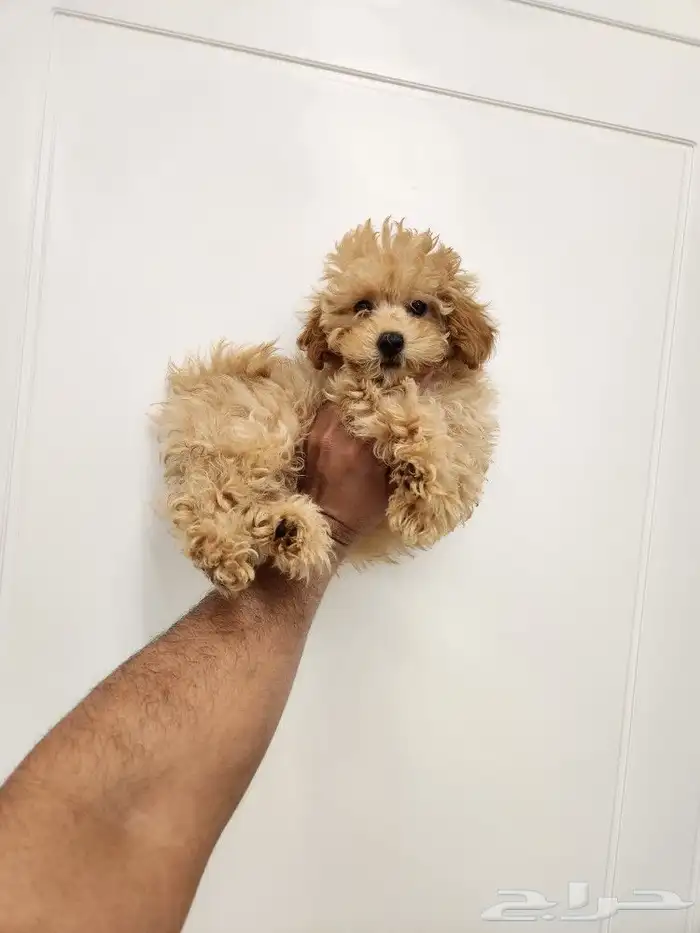 كلب توي بودل جميل جدا Toy poodle 1
