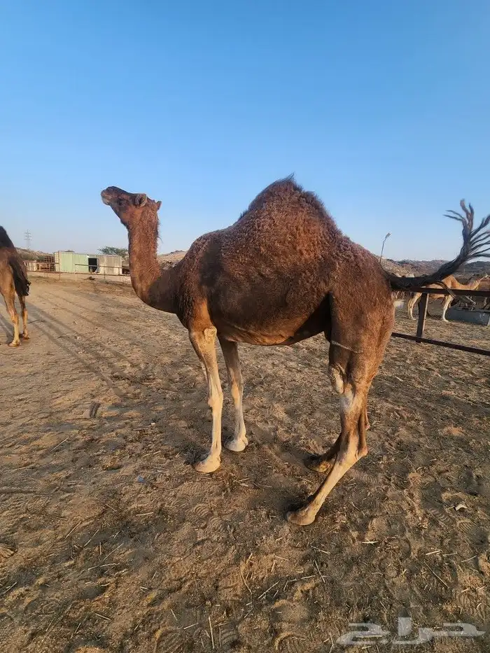 نياق حمر ثنتين لقح 3