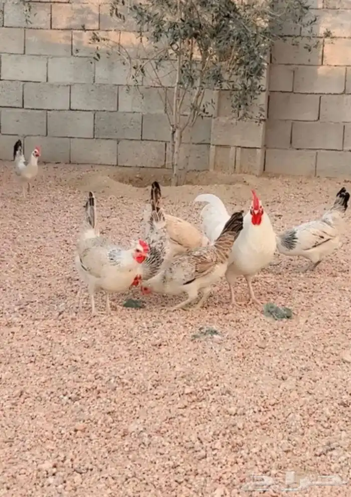 للبيع صيصان دجاج الي يبي اساس مشروع 0