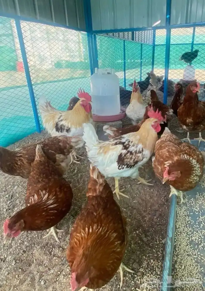 للبيع صيصان دجاج الي يبي اساس مشروع 2