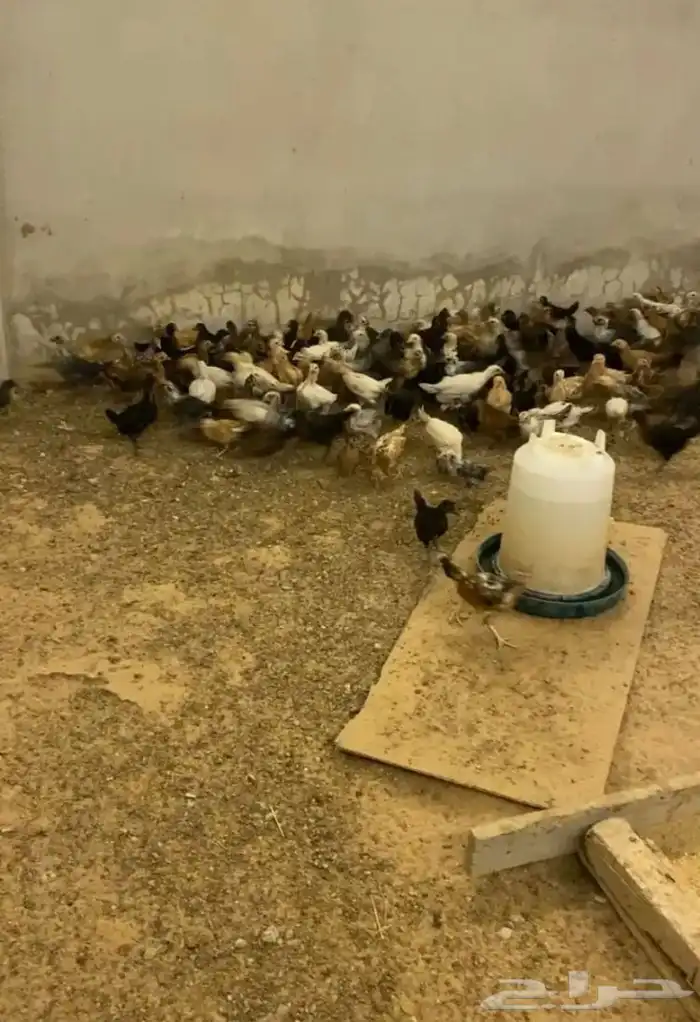 للبيع صيصان دجاج الي يبي اساس مشروع 8