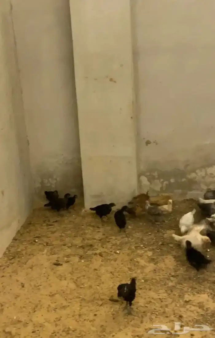 للبيع صيصان دجاج الي يبي اساس مشروع 7