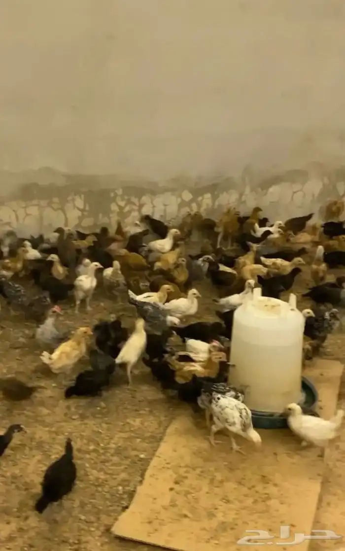 للبيع صيصان دجاج الي يبي اساس مشروع 5
