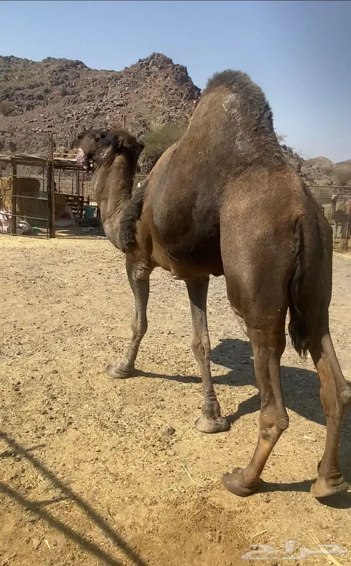 جمل حمر طيب للبيع 1
