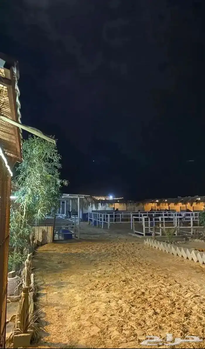 ايواء -عسف -تشبيه افراس 0