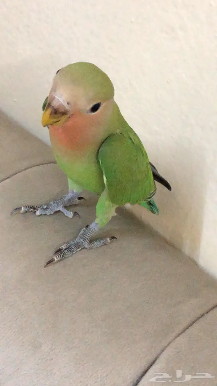 فرخ روز اليف 1