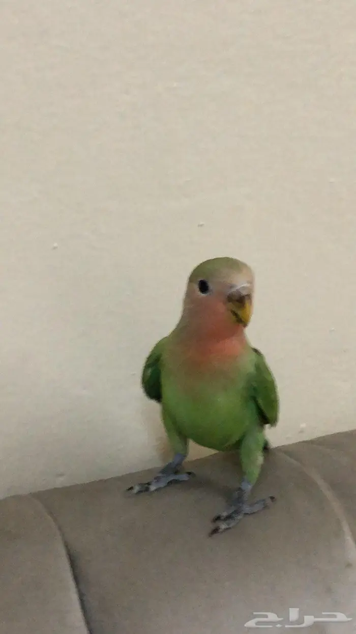 فرخ روز اليف 0