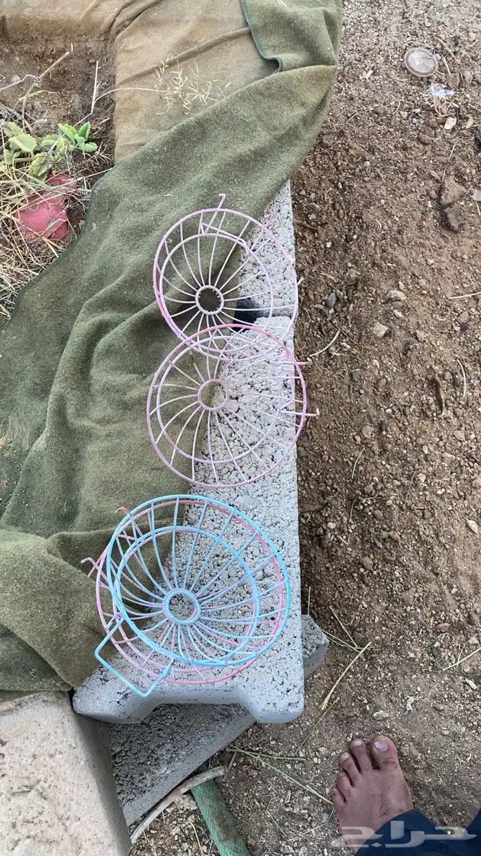 بياضات يمام او قماري 1