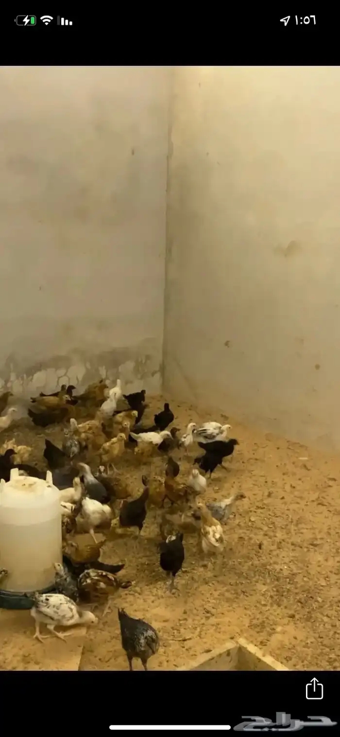 للبيع صيصان دجاج الي يبي اساس مشروع 9