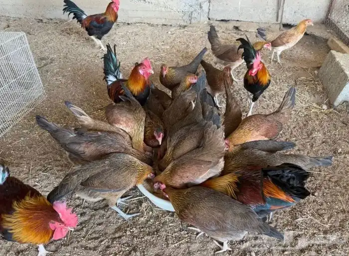 للبيع صيصان دجاج الي يبي اساس مشروع 3