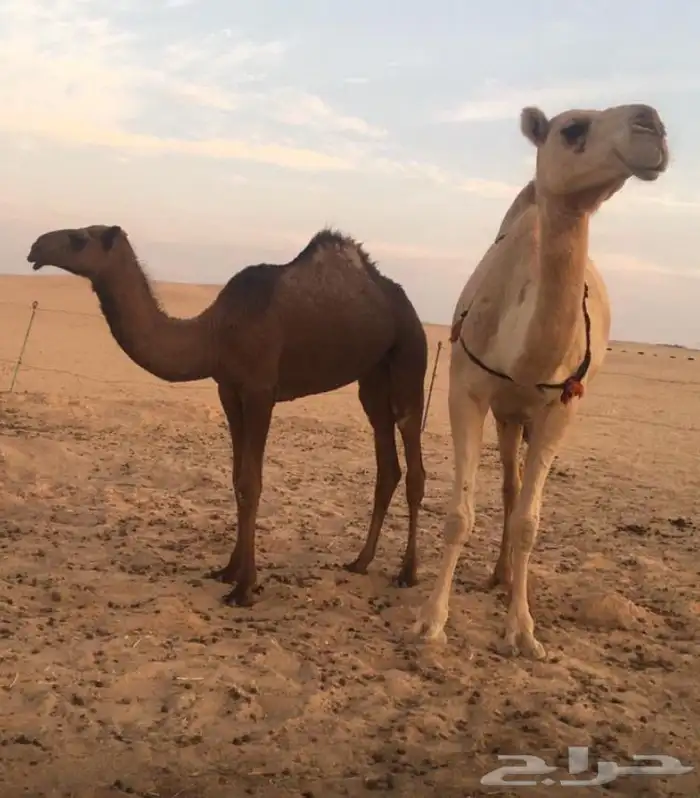 عشرا معه بكره 0