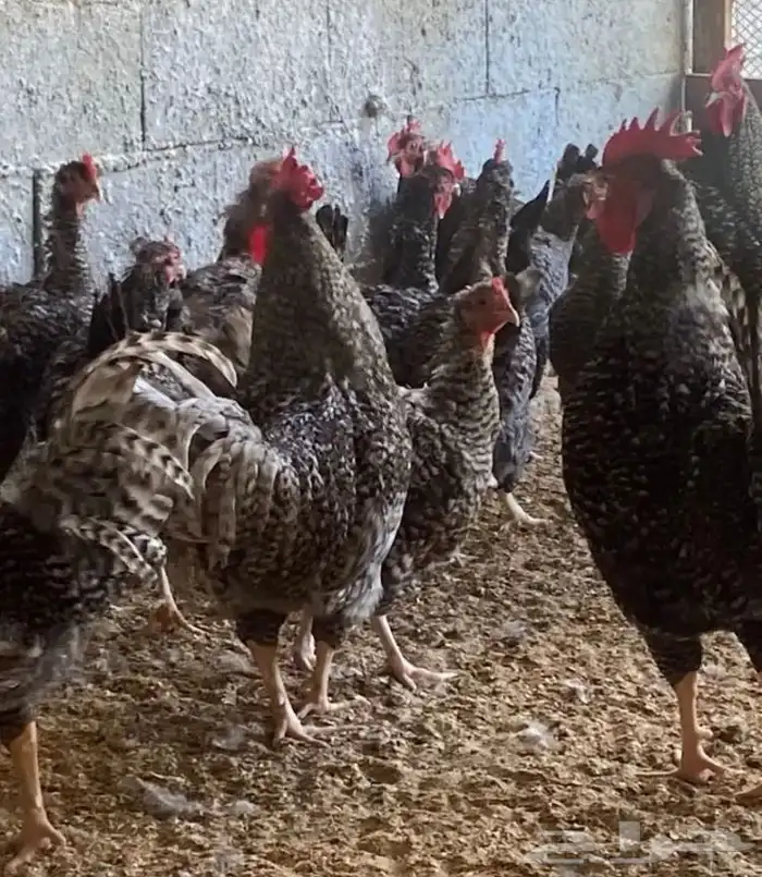 للبيع صيصان دجاج الي يبي اساس مشروع 1