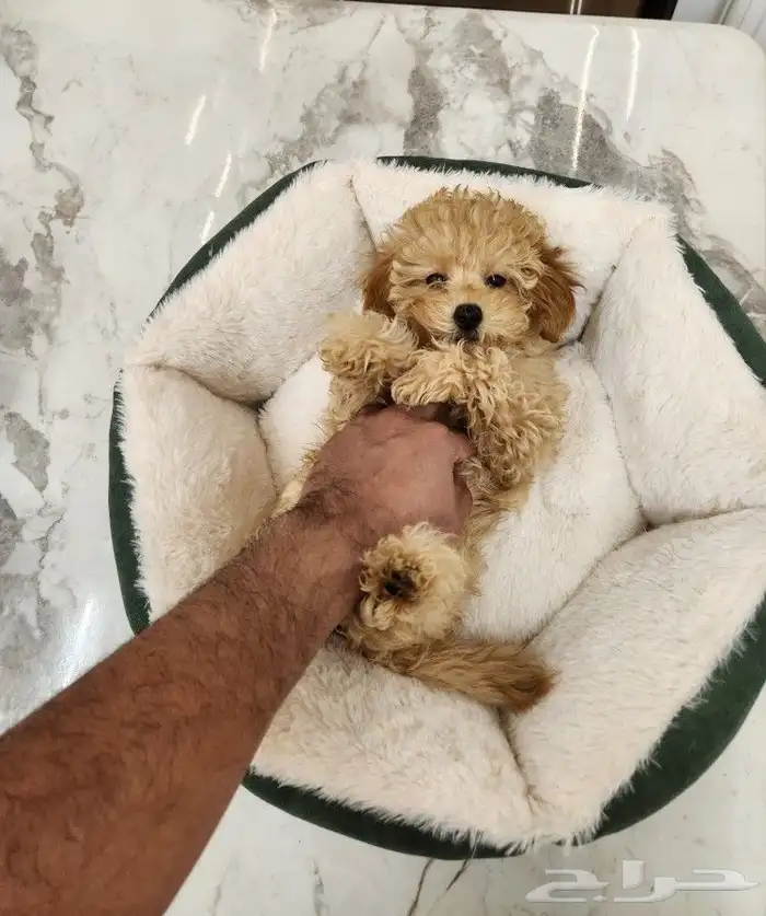 كلب توي بودل بيور toy poodle للبيع 1