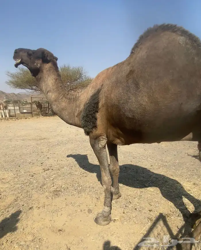 جمل حمر طيب للبيع 0