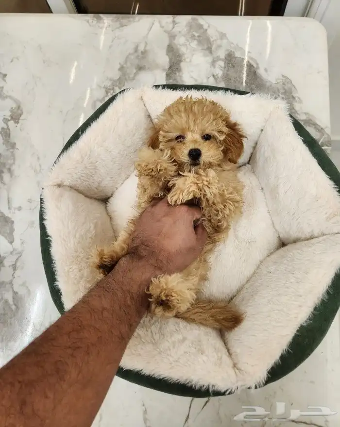 كلب توي بودل بيور toy poodle للبيع 3