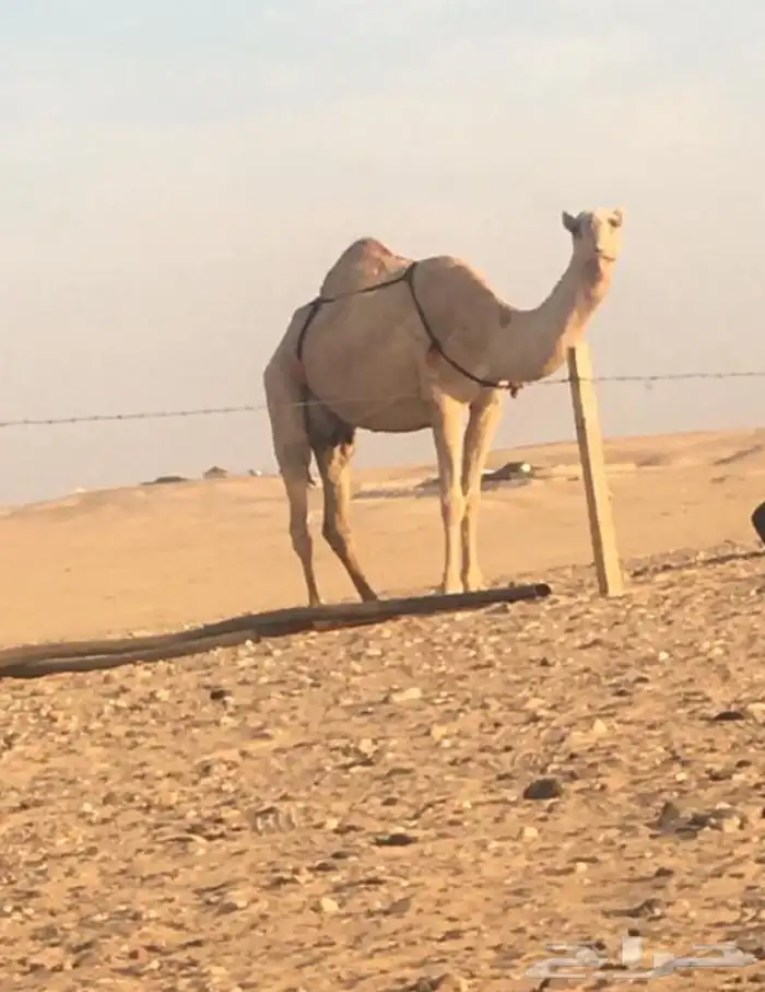 عشرا معه بكره 1