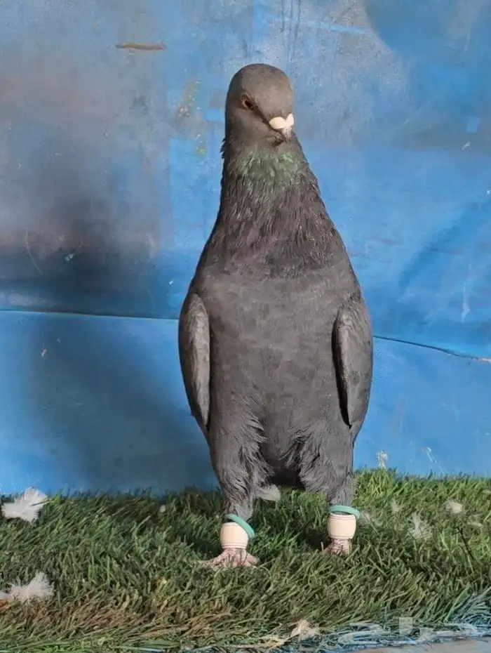 جوز بوز اسود بطل 0