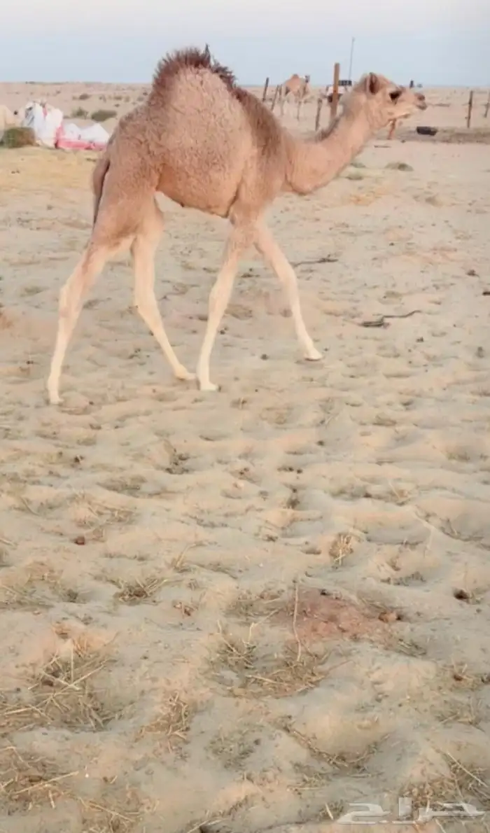 خلفه سودانيه هجن سابق بيدها للبيع 1