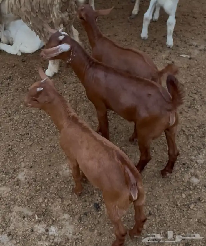 تيوس دهم صغار 2