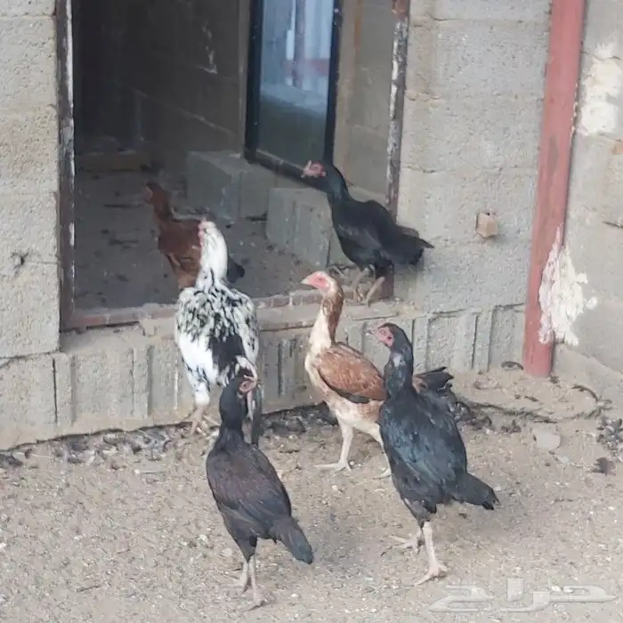 ديك وخمس دجاجات سندي 0