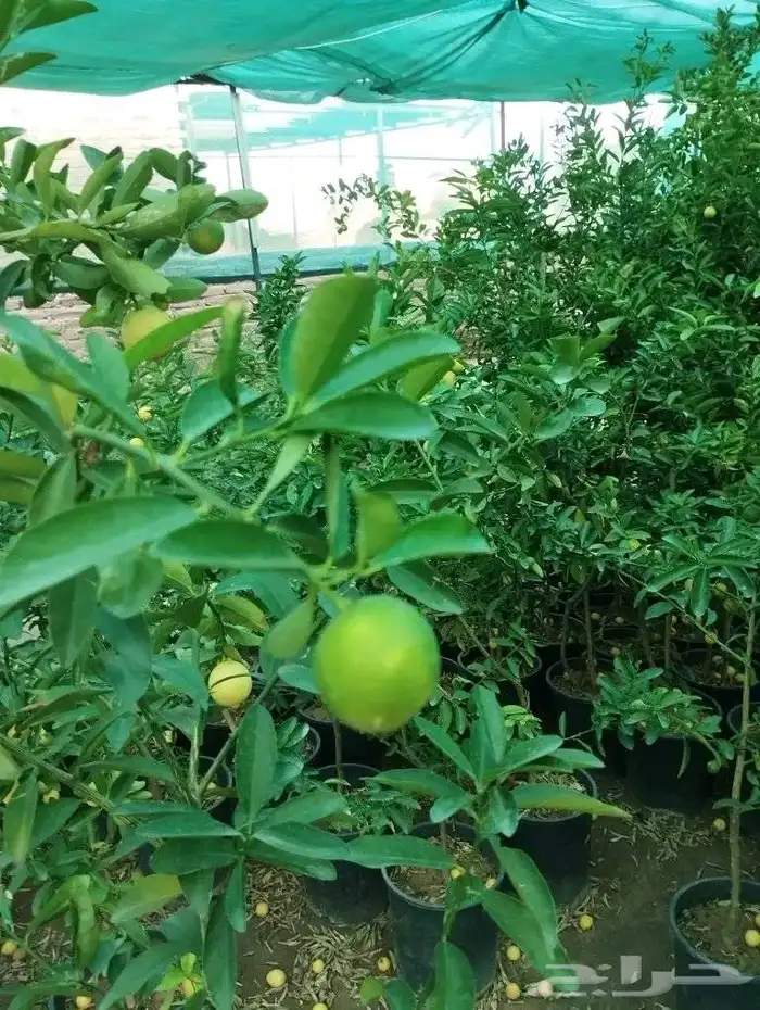 شتلات ليمون بن زهير با جملة 7