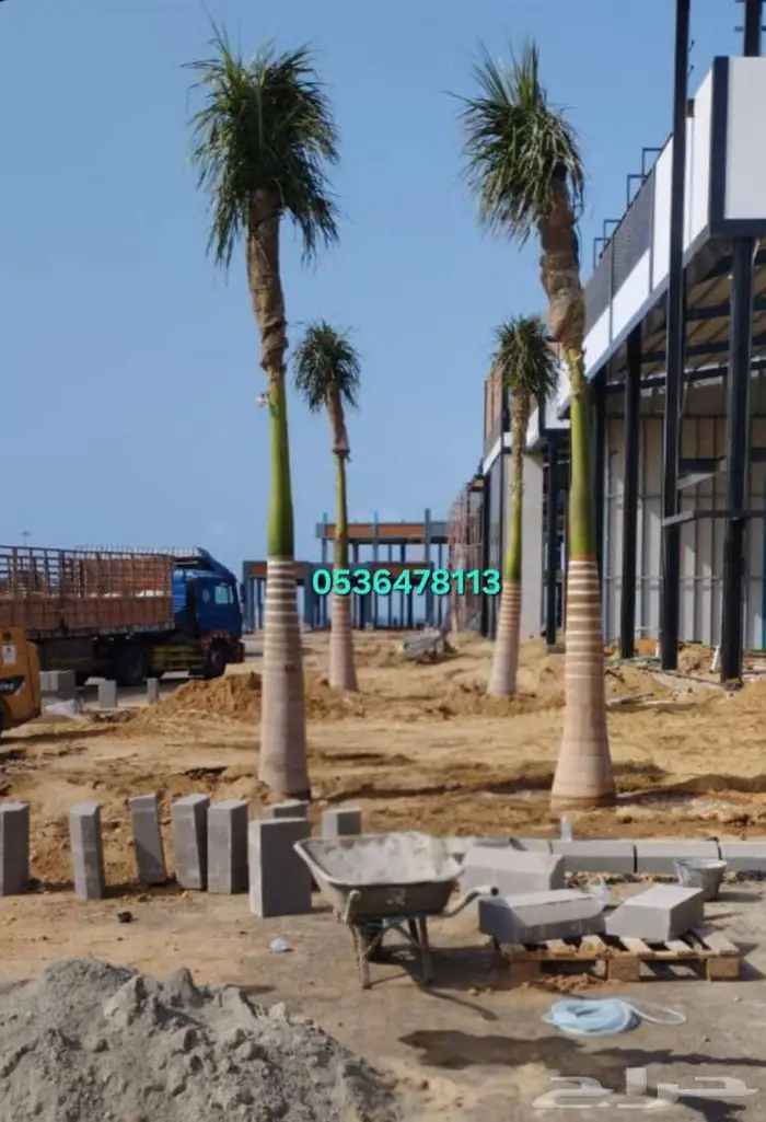 نخل ملوكي نخل واشنطني 4