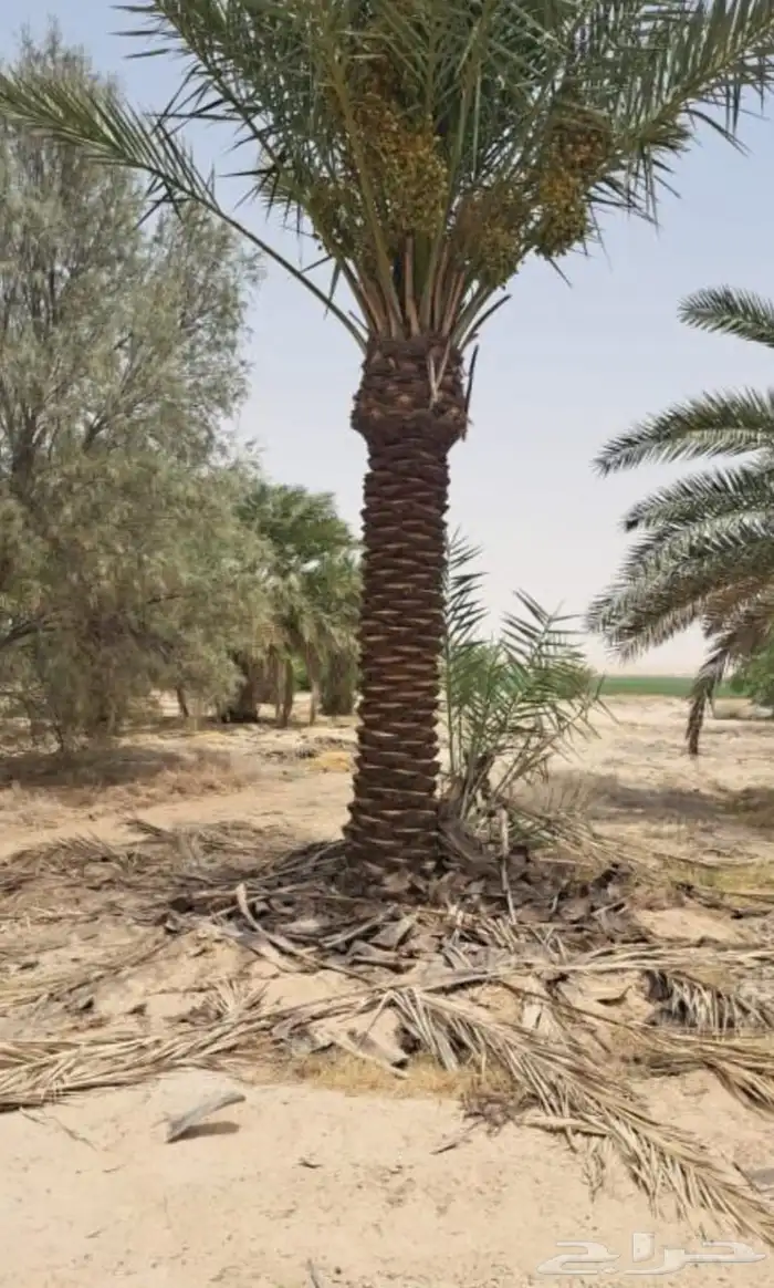 تنسيق جداري 9