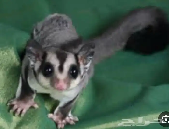 للبيع سنجاب 2 ذكور 1