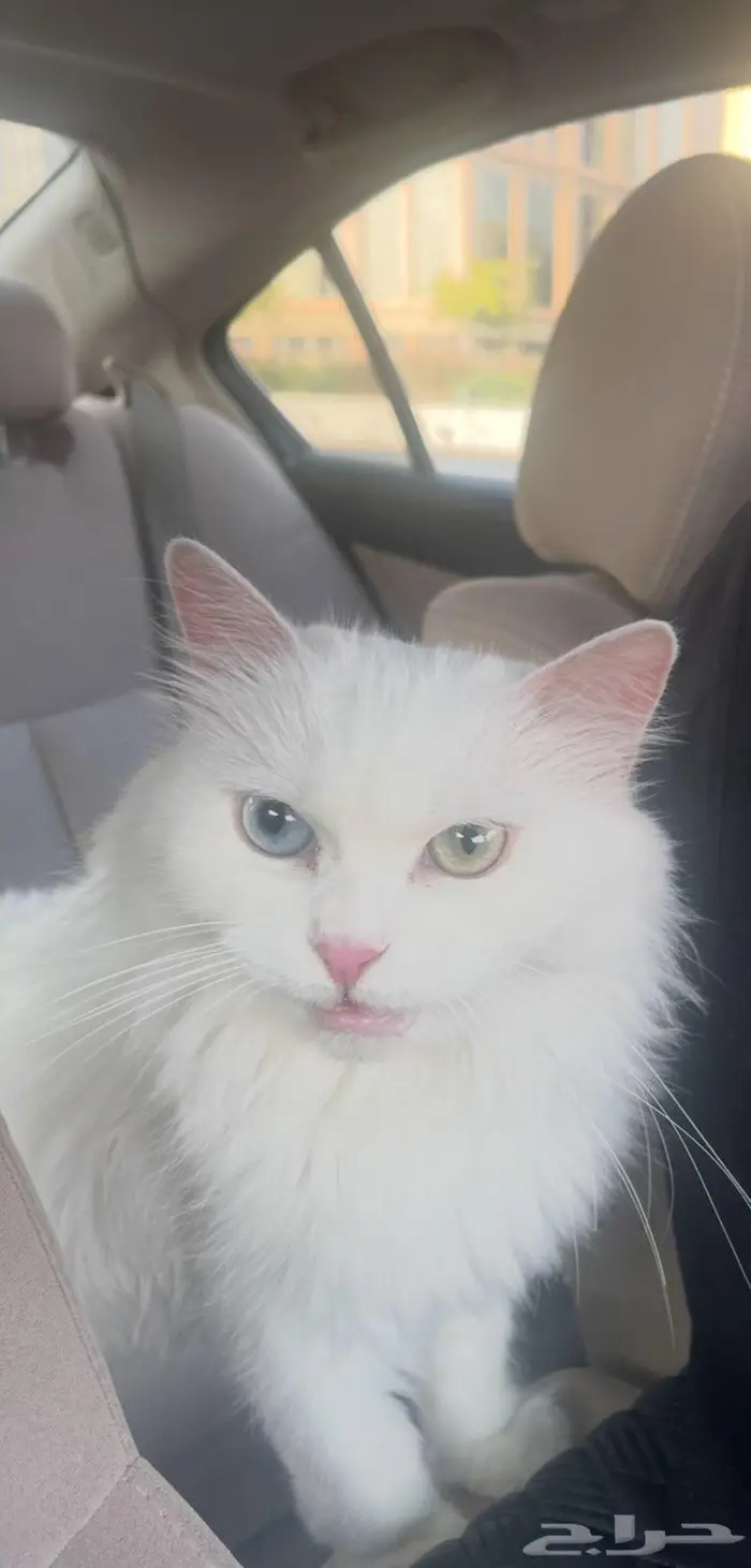 قطة للبيع عين اخضر عين ازرق ملونة العينين 0