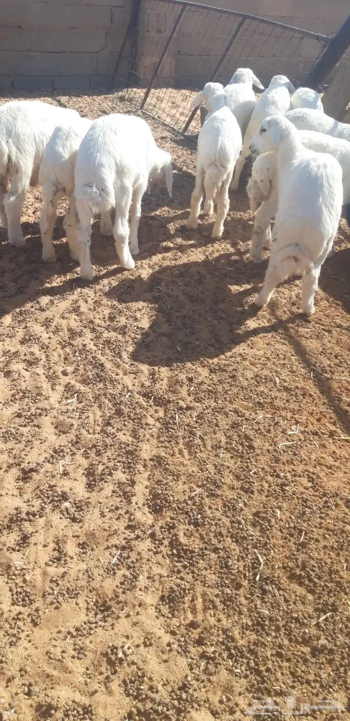 10 خرفان حريات البيع سمح ومستعجل 0