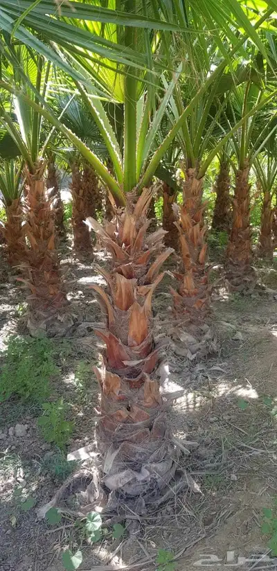 نخيل واشنطونيا زينه جميع المقاسات متوفره للبيع index