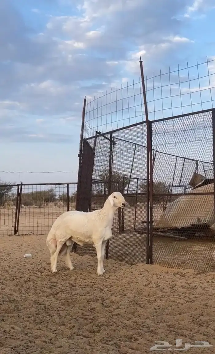 طلي فل شحم 0