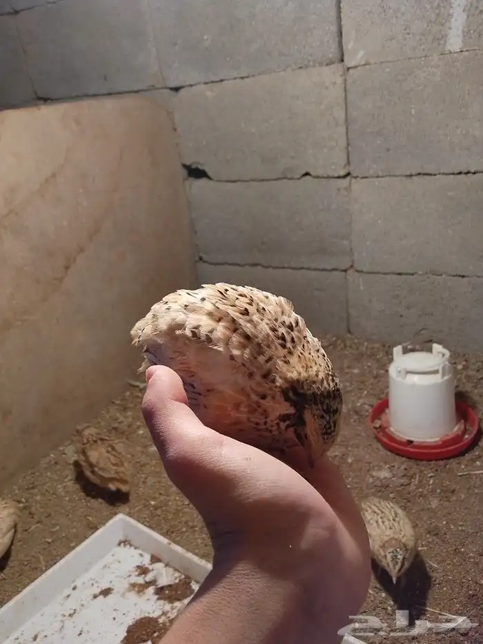 سمان كريمي وبلدي 0