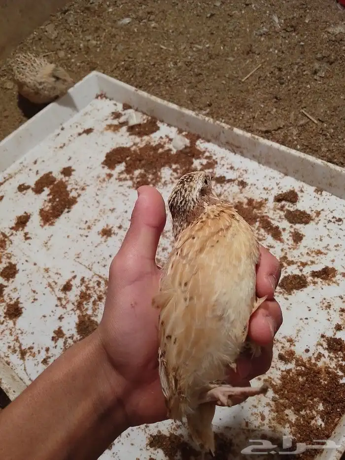 سمان كريمي وبلدي 3