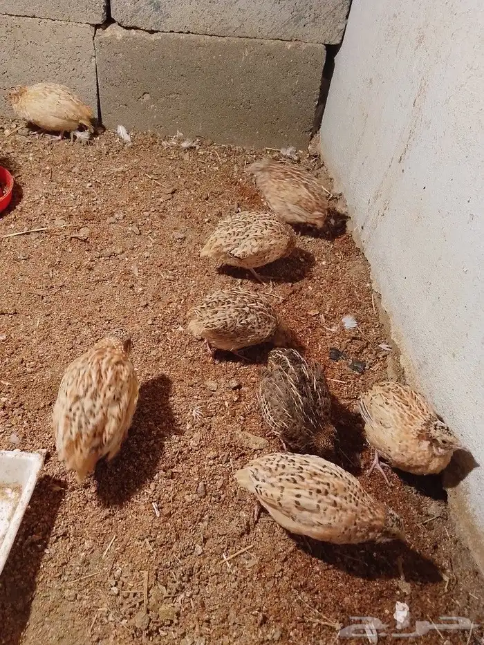 سمان كريمي وبلدي 2