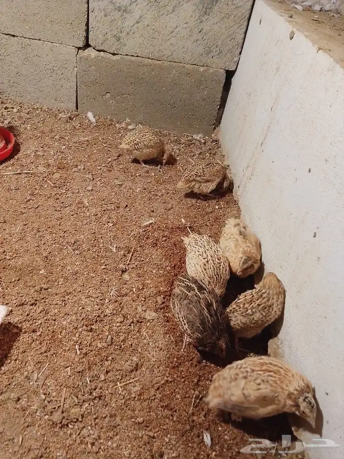 سمان كريمي وبلدي 1