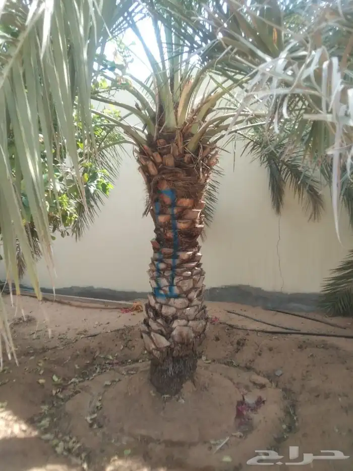 توجد عماله تحويض وتنظيف نخيل 1