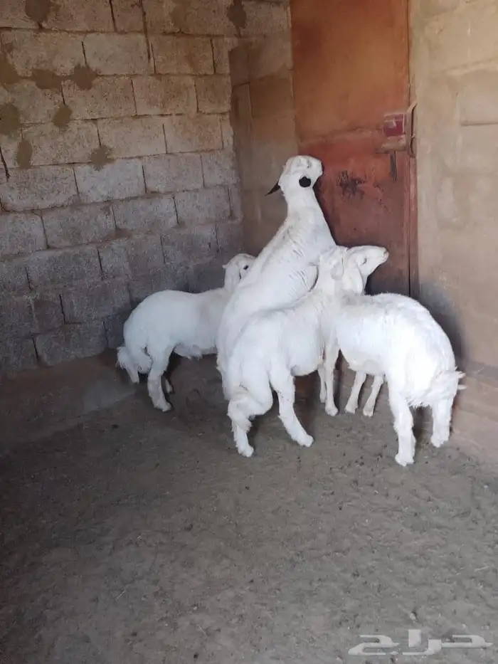 خرفان نضيفه اعمارها7 شهور 1