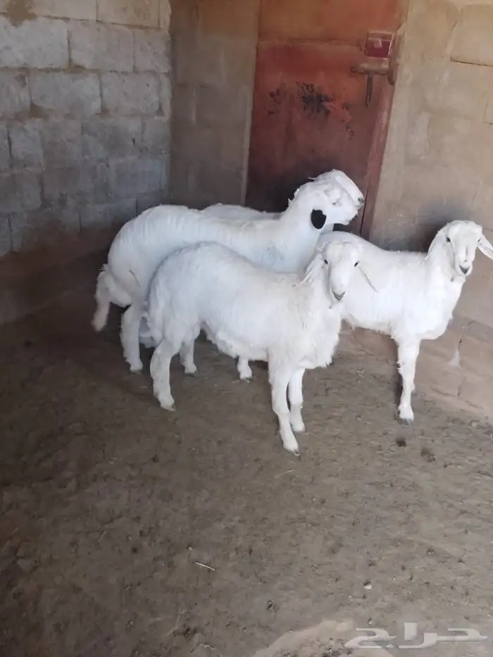 خرفان نضيفه اعمارها7 شهور 0