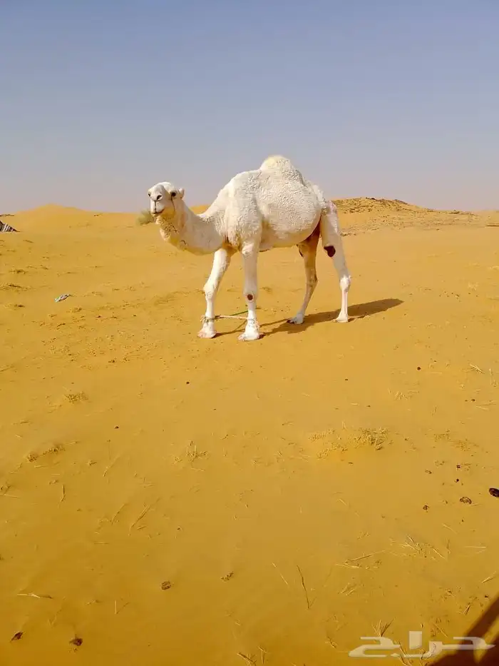 فحل عوني منتج 0