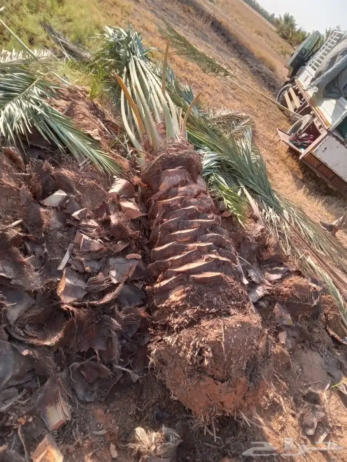 يوجدلديناجميع انواع انخل العربي والواشنطن ازينه للبيع 0