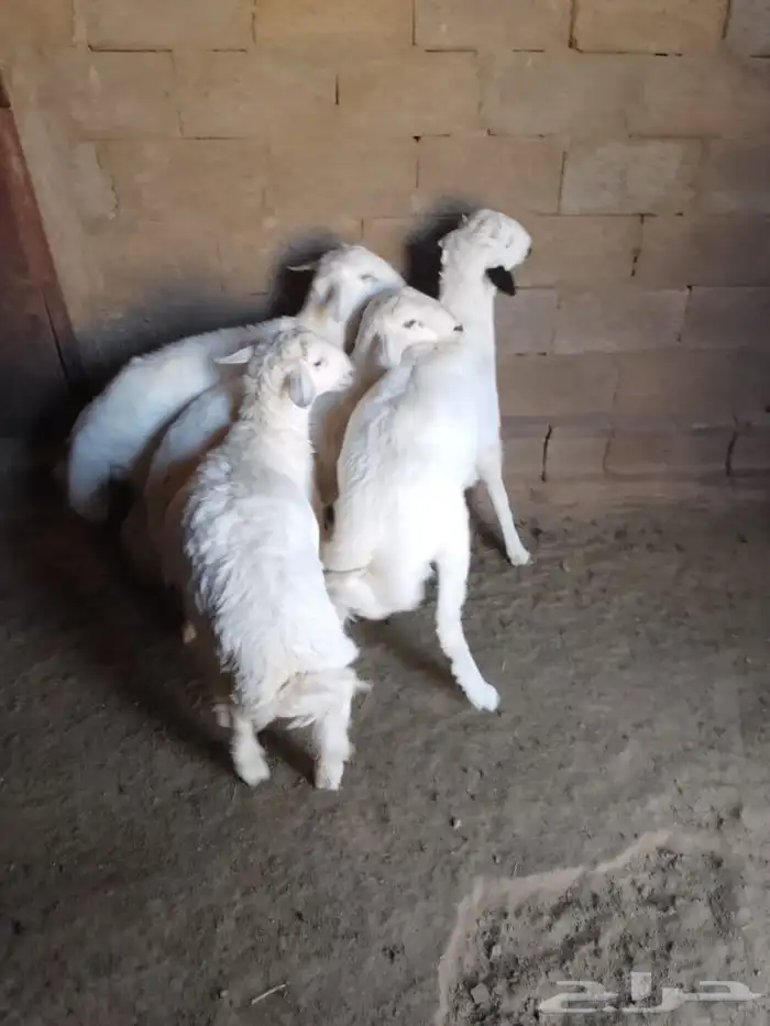 خرفان نضيفه اعمارها7 شهور 2