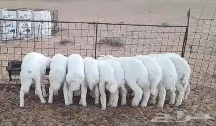 ذبائح حري نظيف تفريد 0