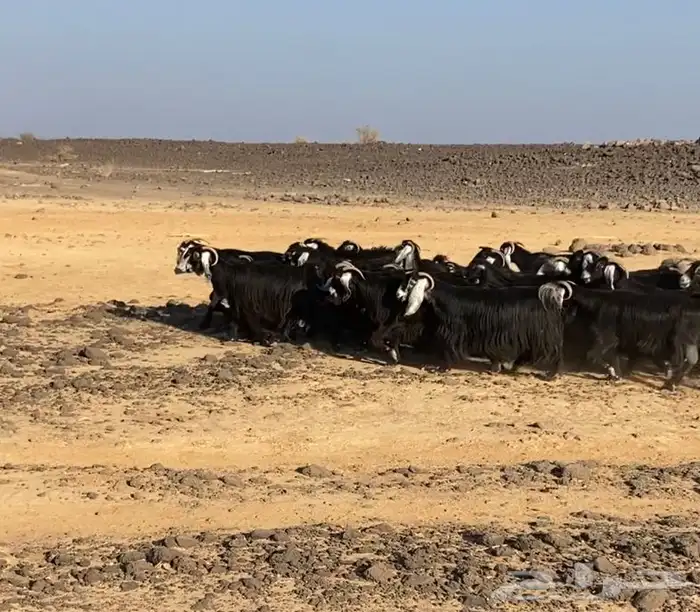 غنم معزا عوارض دفيع وصل ومضاريع العدد 28فيها جفار جذعات10 4