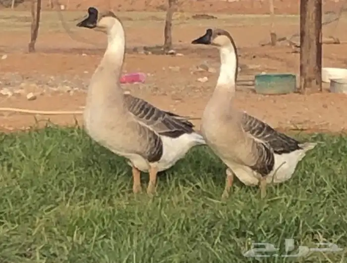 جوز وز عراقي اصيل الكوبرا للبيع 0