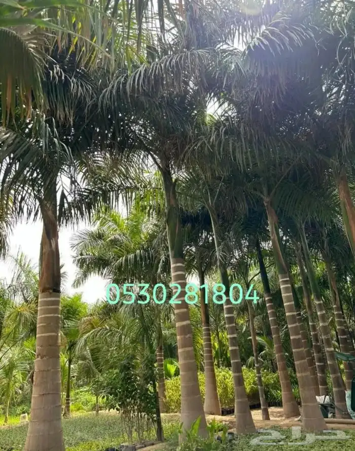 نخل ملوكي 0530.281.804 1